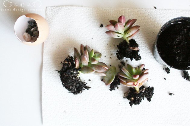 planting-succulents-in-egg