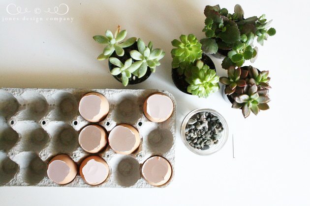 planting-succulents-in-eggs-supplies