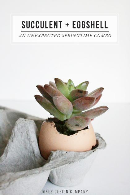 Try this unexpected springtime arrangement: plant a succulent in an eggshell / jones design company